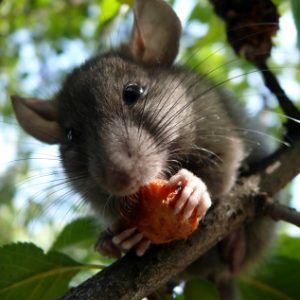 If you're looking for an honest, reliable and value for money pest fumigation service, look no further. Service Giant provide a truly bespoke structural pest control service for both rodent and insect public health pests.
